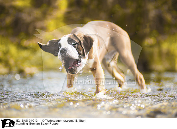 standing German Boxer Puppy / SAS-01013