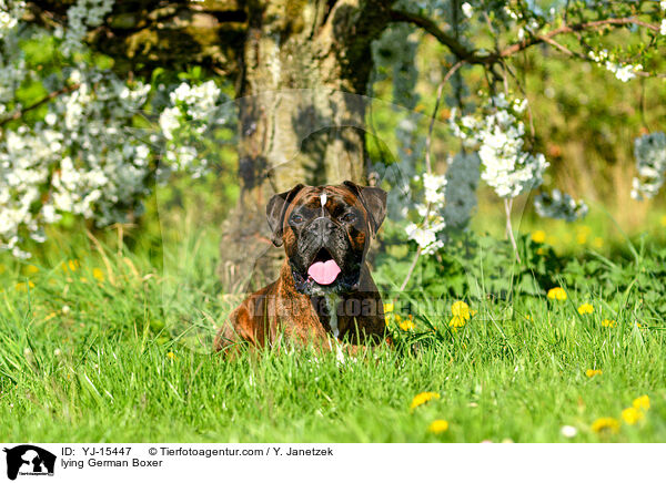 liegender Deutscher Boxer / lying German Boxer / YJ-15447