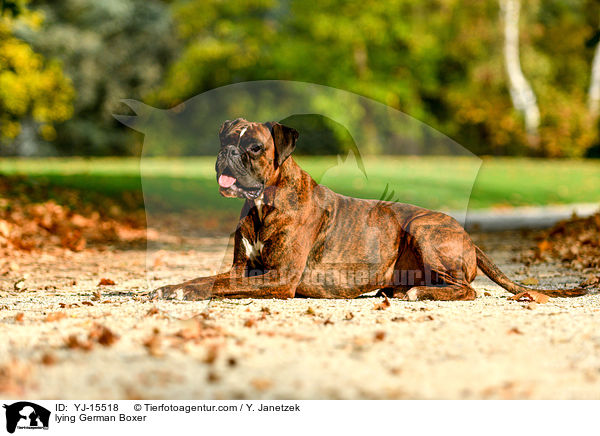 liegender Deutscher Boxer / lying German Boxer / YJ-15518