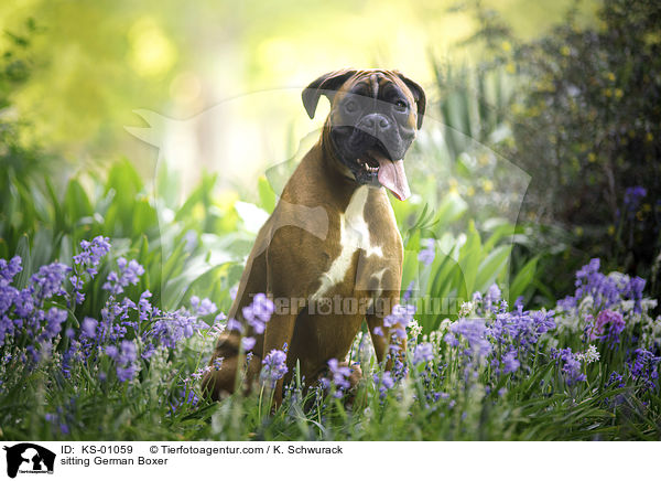 sitting German Boxer / KS-01059