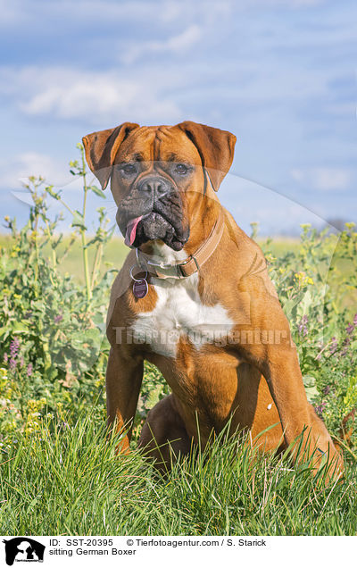 sitting German Boxer / SST-20395