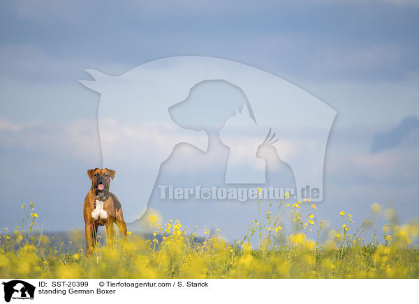 standing German Boxer / SST-20399