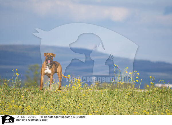 standing German Boxer / SST-20400