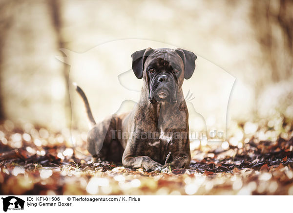 lying German Boxer / KFI-01506
