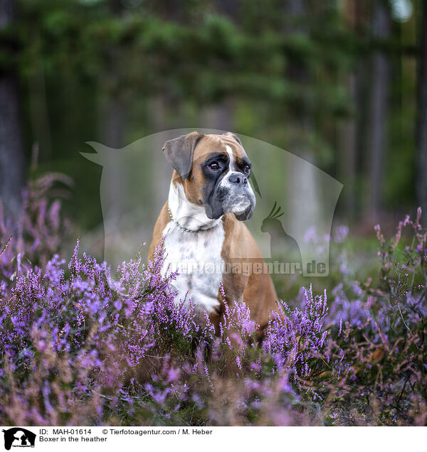 Boxer in the heather / MAH-01614