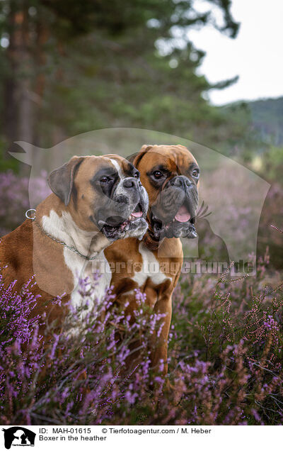 Deutsche Boxer in der Heide / Boxer in the heather / MAH-01615