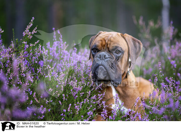 Boxer in the heather / MAH-01620