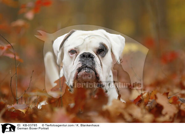 German Boxer Portrait / KB-03785