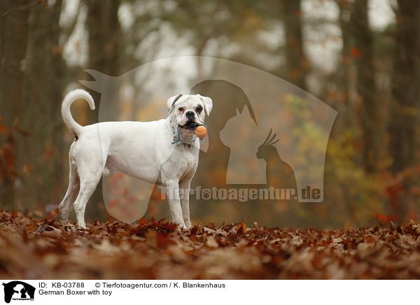 German Boxer with toy / KB-03788