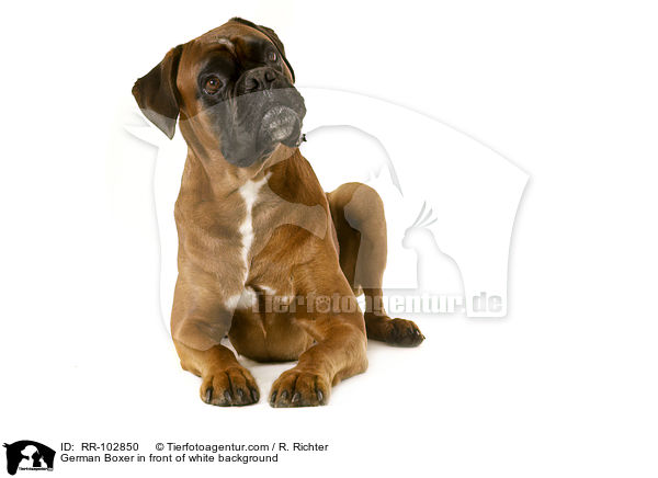 Deutscher Boxer vor weiem Hintergrund / German Boxer in front of white background / RR-102850
