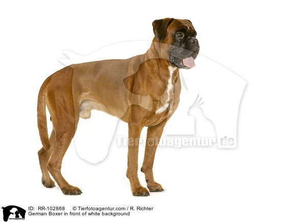 German Boxer in front of white background / RR-102868