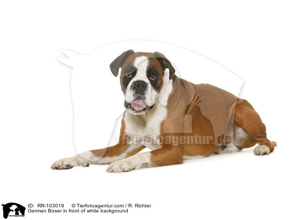 German Boxer in front of white background / RR-103019