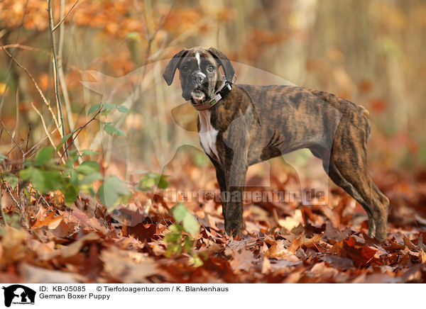 German Boxer Puppy / KB-05085