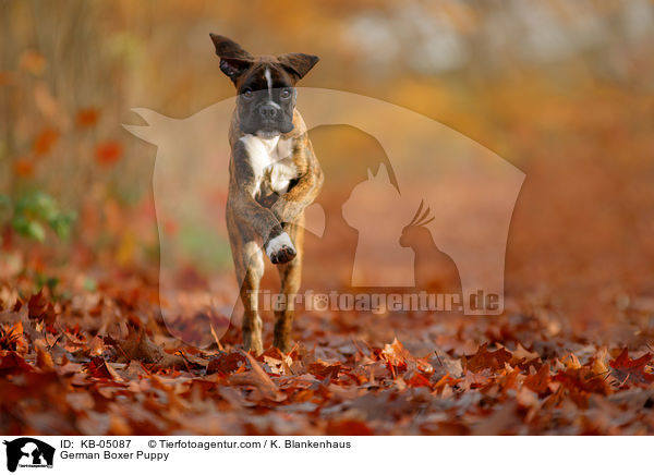 German Boxer Puppy / KB-05087