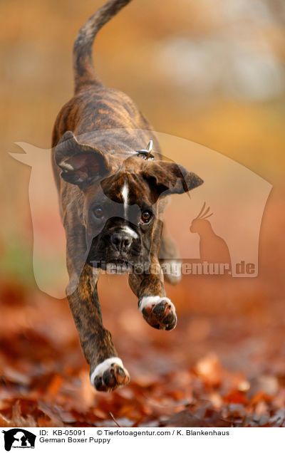 German Boxer Puppy / KB-05091