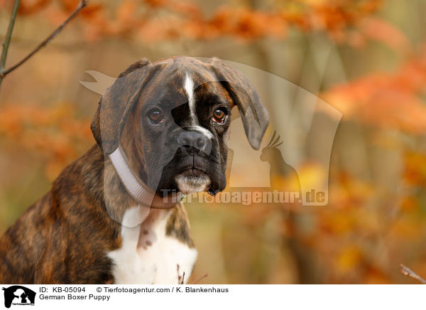 German Boxer Puppy / KB-05094