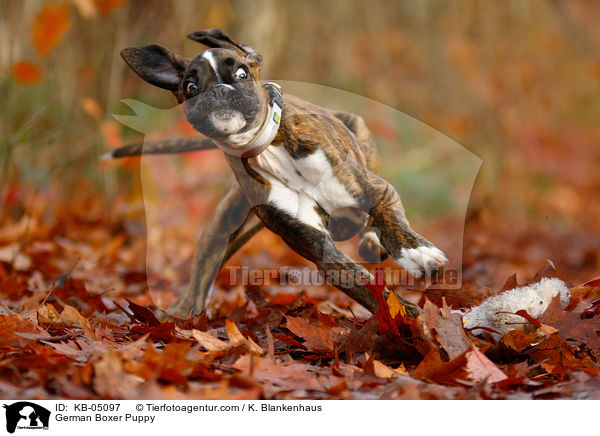 German Boxer Puppy / KB-05097