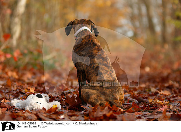 German Boxer Puppy / KB-05098