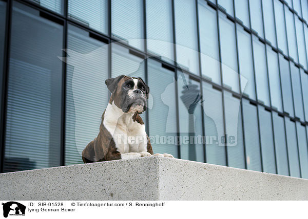 lying German Boxer / SIB-01528