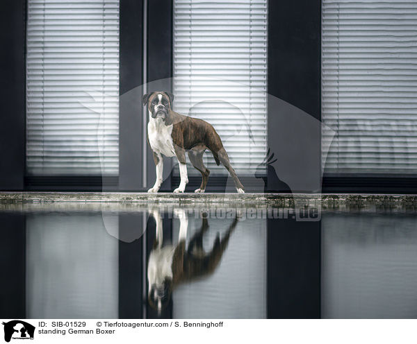 stehender Deutscher Boxer / standing German Boxer / SIB-01529