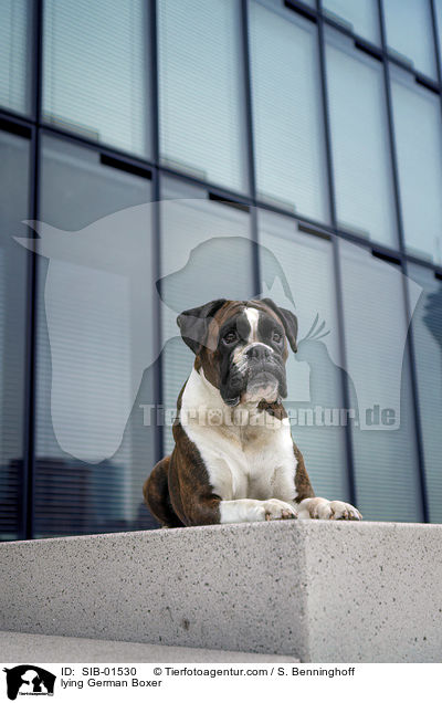 lying German Boxer / SIB-01530