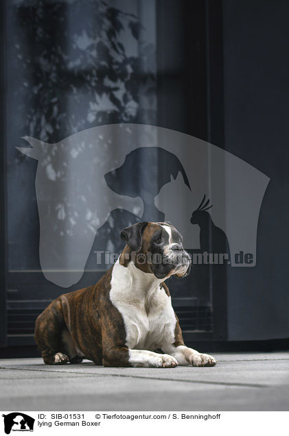 lying German Boxer / SIB-01531