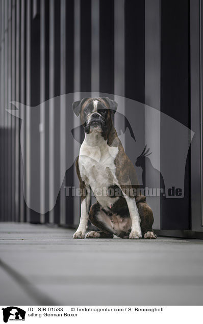 sitting German Boxer / SIB-01533