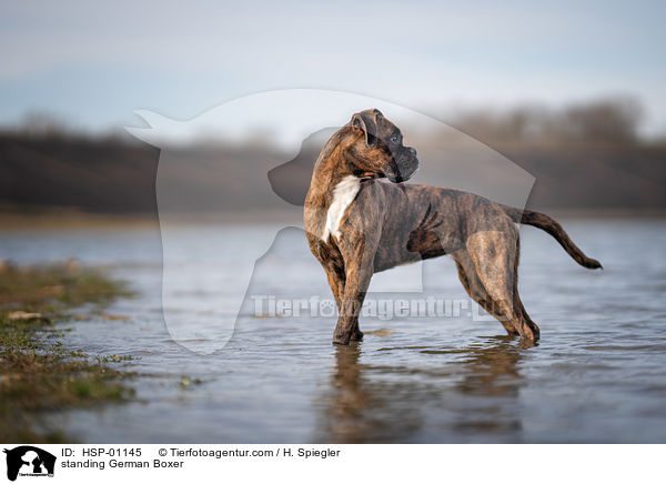 standing German Boxer / HSP-01145