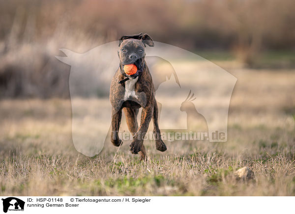 running German Boxer / HSP-01148