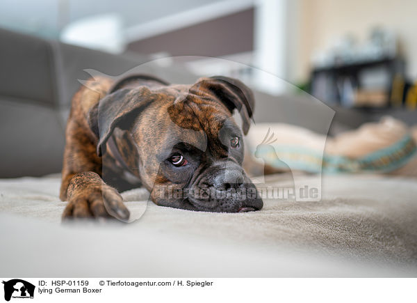 lying German Boxer / HSP-01159