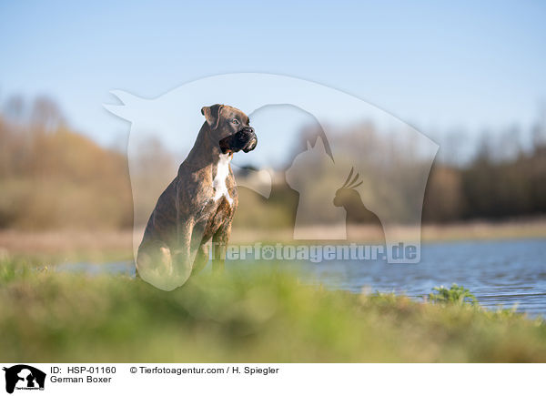 German Boxer / HSP-01160