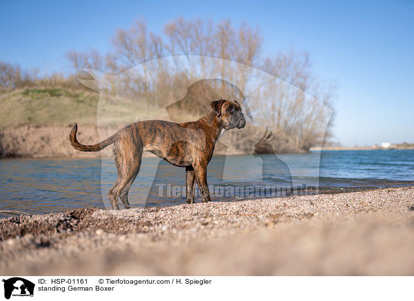 standing German Boxer / HSP-01161