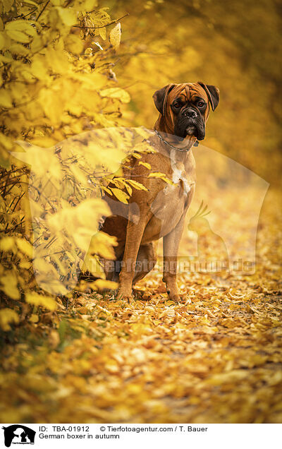 German boxer in autumn / TBA-01912