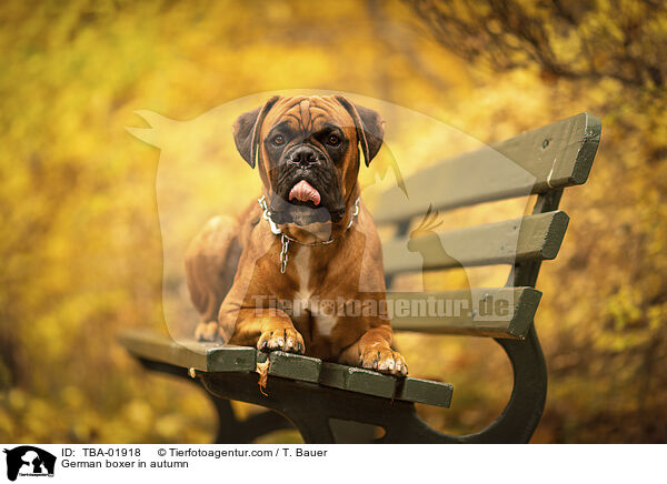German boxer in autumn / TBA-01918