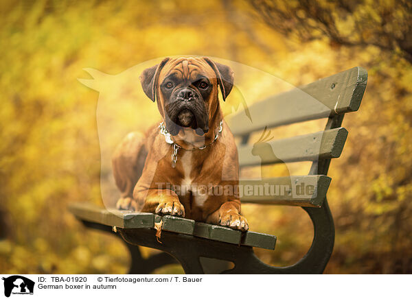 German boxer in autumn / TBA-01920