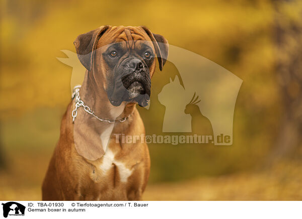 German boxer in autumn / TBA-01930