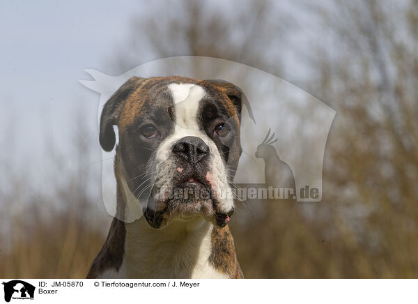 Boxer / JM-05870