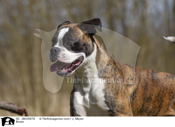 Boxer / JM-05878