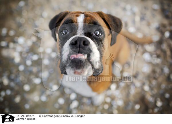 German Boxer / AE-01674