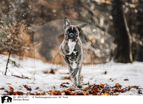 German Boxer / MT-01371