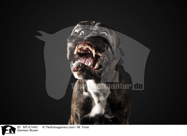 German Boxer / MT-01440