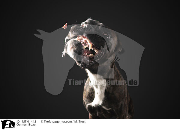 German Boxer / MT-01442