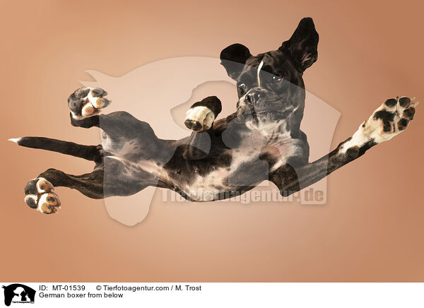 German boxer from below / MT-01539