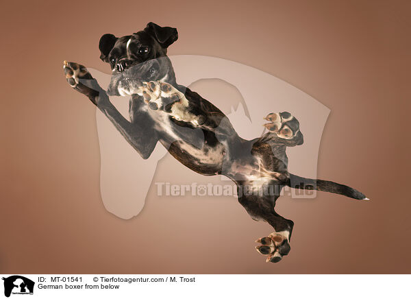 German boxer from below / MT-01541
