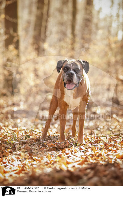 German Boxer in autumn / JAM-02587