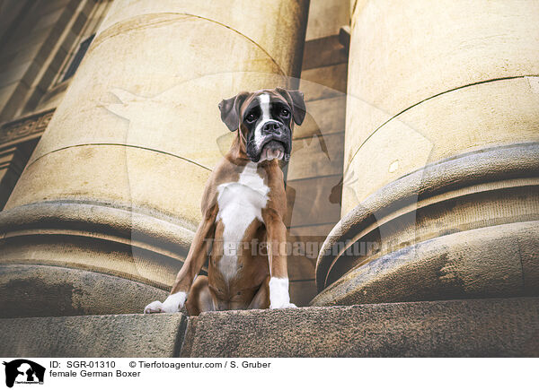 female German Boxer / SGR-01310