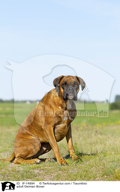 ausgewachsener Deutscher Boxer / adult German Boxer / IF-14894