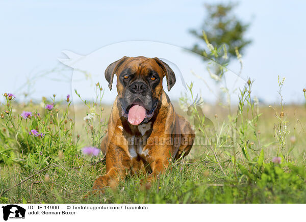 ausgewachsener Deutscher Boxer / adult German Boxer / IF-14900