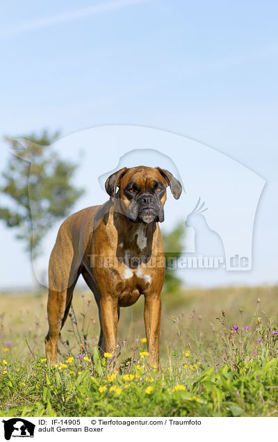 ausgewachsener Deutscher Boxer / adult German Boxer / IF-14905