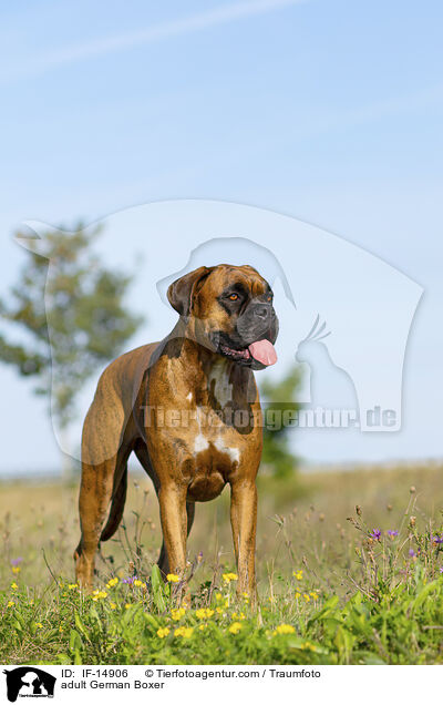 adult German Boxer / IF-14906